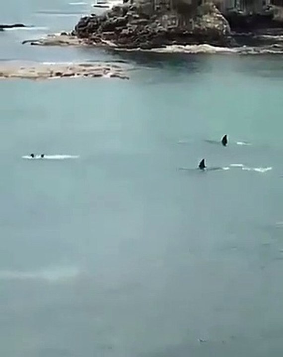 2 orques semblent poursuivre deux enfants qui se baignent !