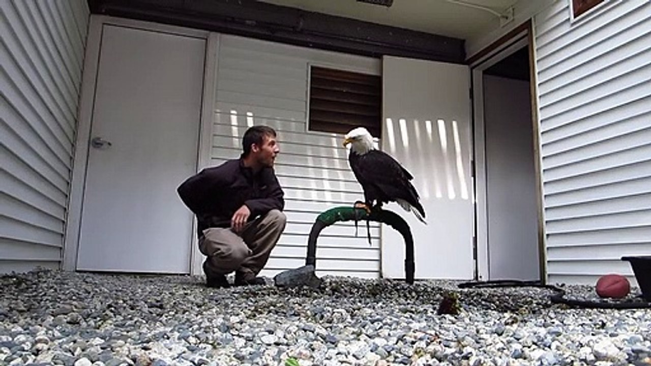 Son aigle va chercher la balle comme un chien. Dressage parfait