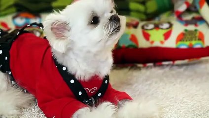 태안출장타이Ø7ØE5180E1617｛카톡MAS91｝ぱ태안출장안@마ぱ태안출장샵ぱ태안출장맛사지 ぱ태안출장걸썰 태안출장걸가격 태안출장러시아 태안외국인후불출장업소 태안24시출장마사지샵'예약ぇえぉ