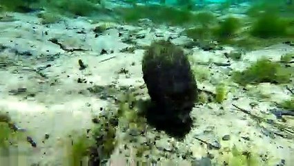 Small Snapping Turtle Gives Guy a Big Scare