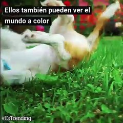 ¿A blanco y negro? Descubre cómo ven los perros en realidad