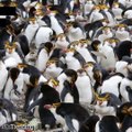 Adorables e interesantes: las curiosidades de los pingüinos que nadie te dijo antes