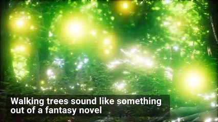 A Scientist Claims These 'Walking Palm Trees' Actually Move