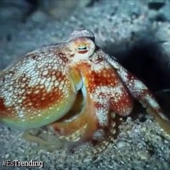 Las madres más increíbles que existen en el reino animal