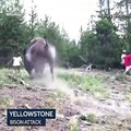 Une fillette chargée par un bison s'en sort indemne