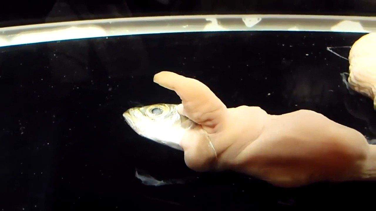 Cette créature aquatique de l'Antarctique n'a pas de visage
