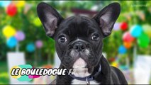 Le Bouledogue Français