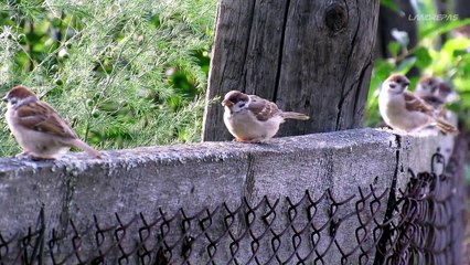 Les oiseaux disparaissent