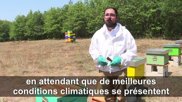 La canicule affecte aussi les abeilles et les apiculteurs