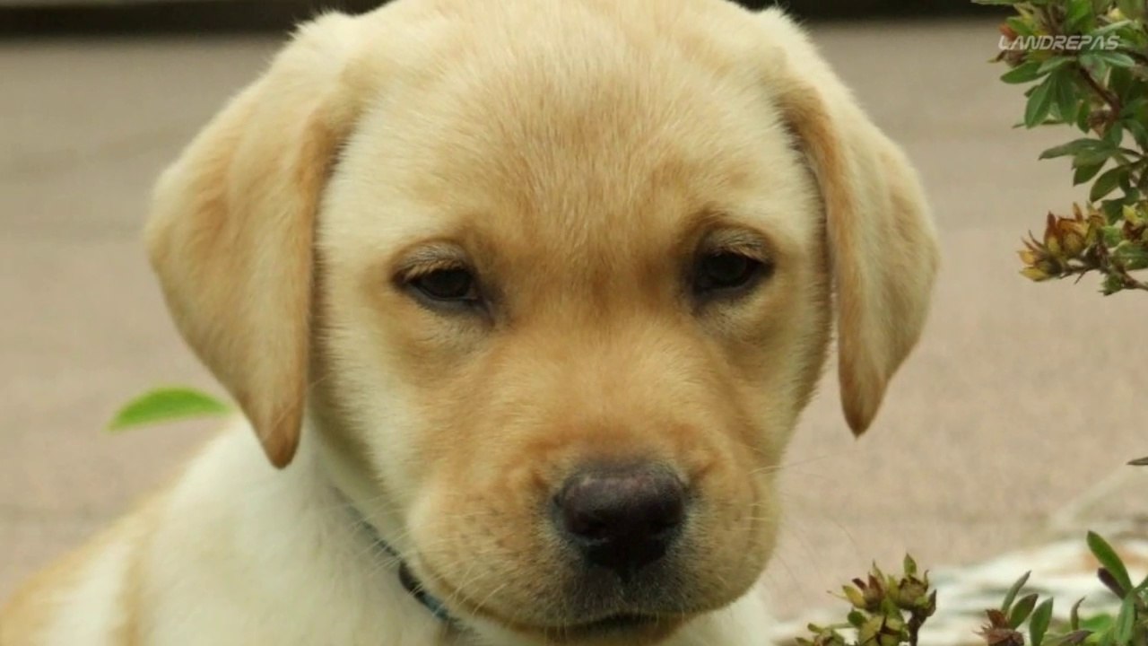 Le journal d'un chien