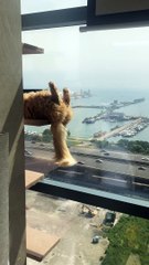 Cute Cat has Zero Cares