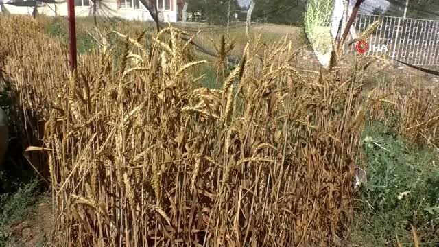 Süper buğdaylar elle tek tek hasat edildi