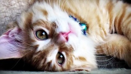 증평출장안마 -후불100%ョO7Ov7575v0069｛카톡CC6969｝ 증평전지역출장안마 증평오피걸 증평출장마사지 증평안마 증평출장마사지 증평콜걸샵ゆょら