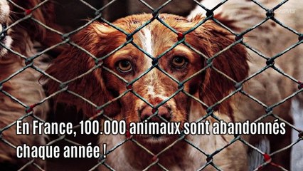 SOS Refuges saturés : la SPA tire la sonnette d'alarme