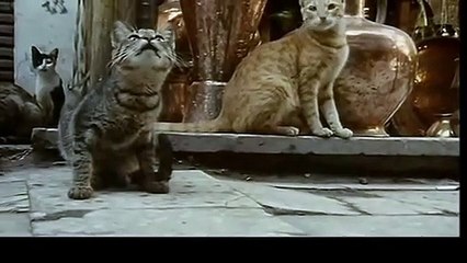 삼척출장안마 -후불100%ョO7OW7333W9649｛카톡LGT010｝ 삼척전지역출장안마 삼척오피걸 삼척출장마사지 삼척안마 삼척출장마사지 삼척콜걸샵ωÆÐ