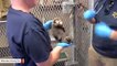 This Red Panda Cub Getting A Physical Exam Is The Cutest Thing You'll See Today