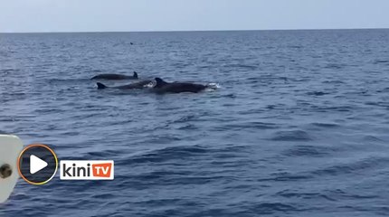 Télécharger la video: Selepas Paus Orca, Paus Pilot Sirip Pendek pula muncul di Terengganu