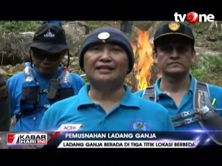 Petugas Musnahkan 15 Ton Ganja Basah