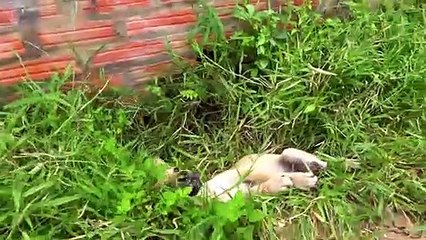 Rescue puppy abandoned and Treatment Foot Ulcers.. Please share Adopt puppy Find a new home #1