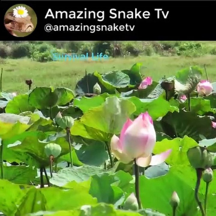 Real Anaconda attack on human While Swimming in the river