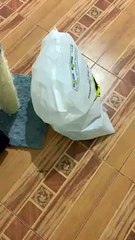 Fluffy Kitten Pretends to Be Ghost