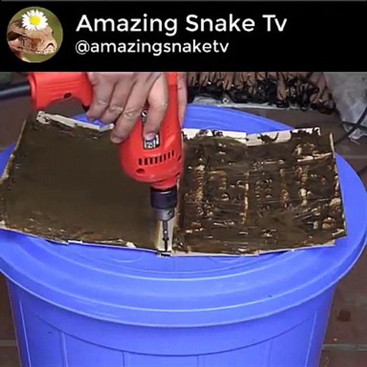 Bigest Glue Trap  Easy Saving 10 Mice In Few Minute  Mouse Trap In Action