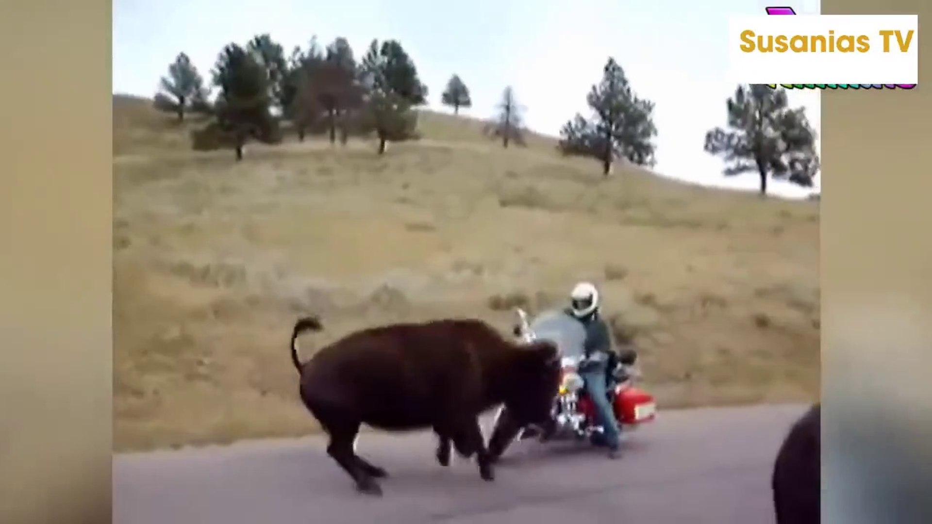 Bison Attacking And Chasing People Yellowstone!