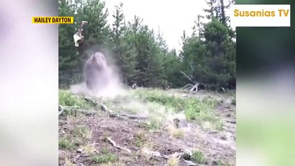 Young girl hurt after bison throws her into the air at Yellowstone NP