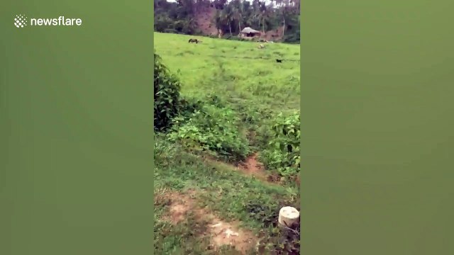 Community effort! Filipino villagers help neighbour carry house to new location