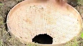 Amazing Hole Fish Trap