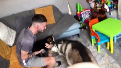 HUSKY MEETS NEW PUPPY