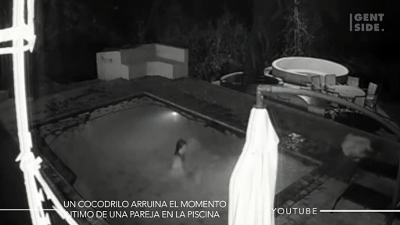 Una peligrosa criatura aparece de repente y arruina el momento íntimo de una pareja en la piscina