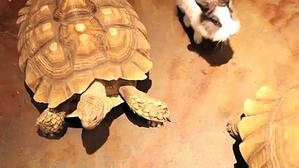 금천출장안마 -후불100%ョ OiOW2671W8135｛카톡ZHF526｝ 금천전지역출장안마 금천오피걸 금천출장마사지 금천안마 금천출장마사지 금천콜걸샵タダチ