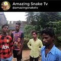 Water snake non venomous
