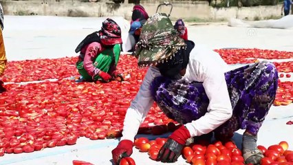 İhracatlık domatesler güneşe serildi - İZMİR