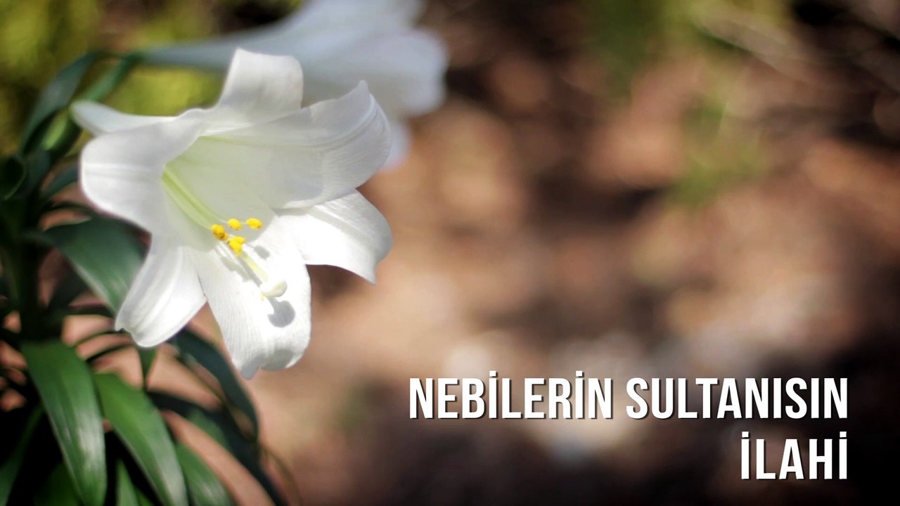 Müziksiz İlahiler - Nebilerin Sultanısın