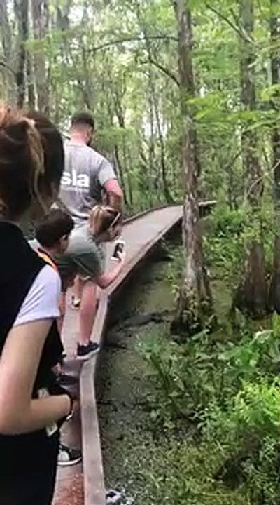 Il fait tomber son téléphone portable tout près d'un crocodile