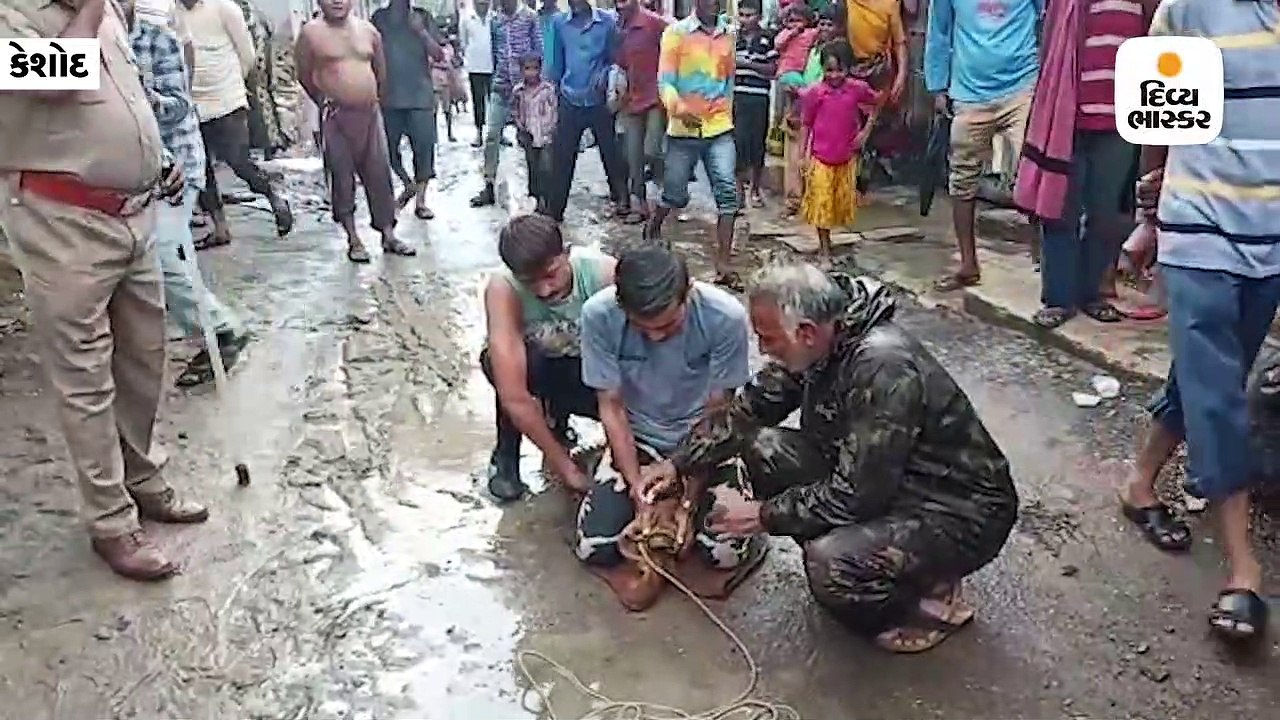 કેશોદનાં અજાબ ગામે મગર આવી ચડતાં વન વિભાગે રેસ્...