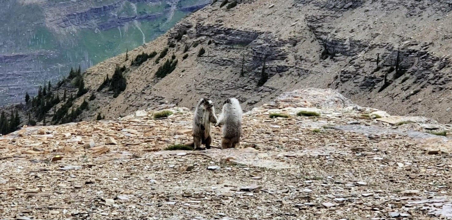Two Marmots Tangle on Mountain Top