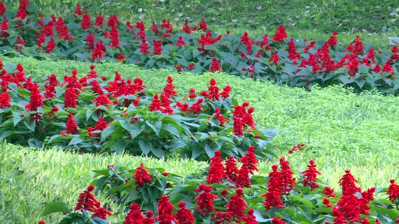 Der Katzenpark von Lima