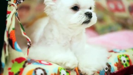 두정동출장타이OiOs2671s8135｛카톡AQ52｝ぱ두정동출장안@마ぱ두정동출장샵ぱ두정동출장맛사지 ぱ두정동출장걸썰 두정동출장걸가격 두정동출장러시아 두정동외국인후불출장업소 두정동24시출장마사지샵'예약‡♭