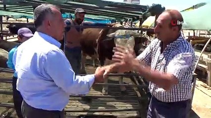 1 ton 200 kiloluk 'Paşa' isimli dana 17 bin 500 TL'ye satıldı