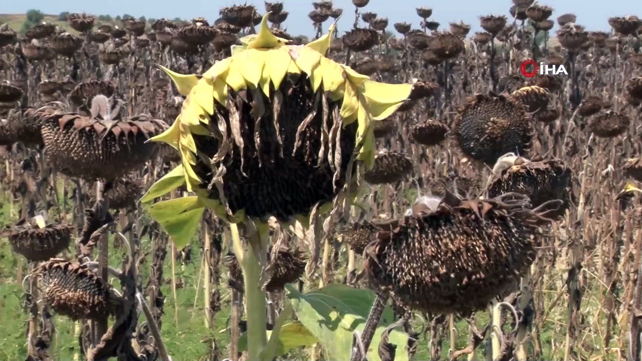 Adana'da yağlık ayçiçeği hasadı başladı...Ayçiçeği tarlaları havadan görüntülendi