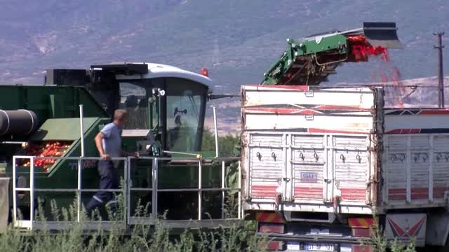 İZMİR Torbalı'da domates üreticilerinin yüzü gülüyor