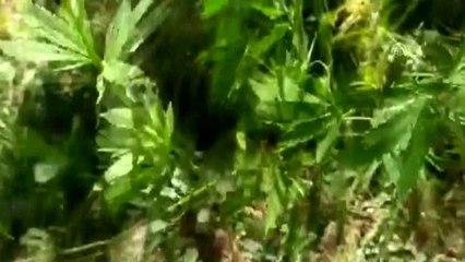 Van'da 108 kök hint keneviri ele geçirildi