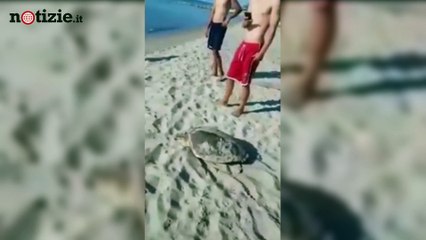 Tartaruga disturbata dai bagnanti. L'appello del Wwf: lasciatele in pace | Notizie.it