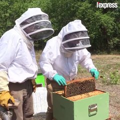 Abattues par la chaleur, les abeilles souffrent de la sécheresse