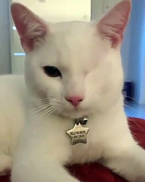 Cette chatte est la borgne la plus élégante au monde. Admirez !