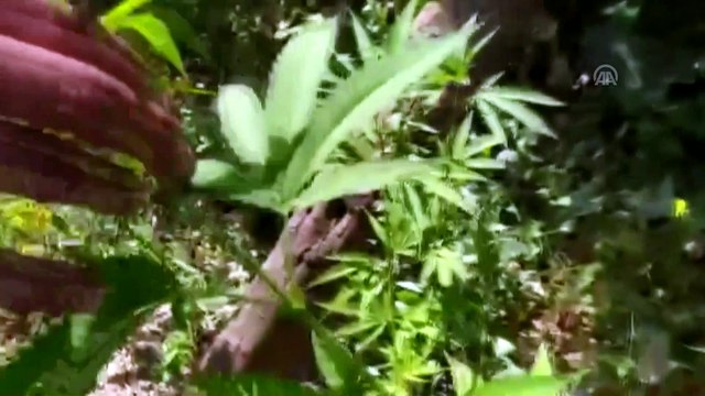 Van'da 108 kök hint keneviri ele geçirildi