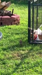 Brave Bird Taunts Caged Dogs